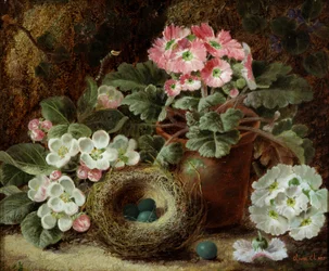 Bloemen (primula