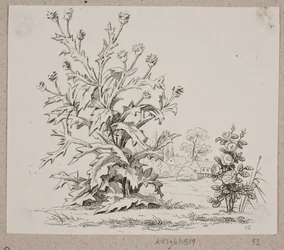 De distel en de roos