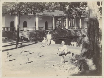 Indische mannen met aapjes op een erf aan een water, mogelijk in Surabaya