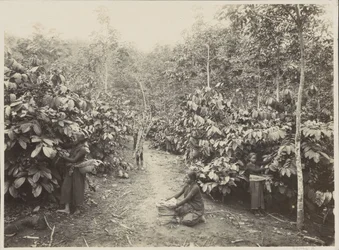 Vrouwen aan het werk op een plantage in Nederlands-Indië
