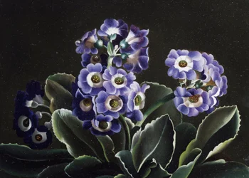 Stilleven van primula