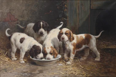 Sint Bernard puppies die melk drinken