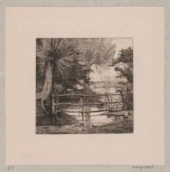 Wilgen bij een waterloop