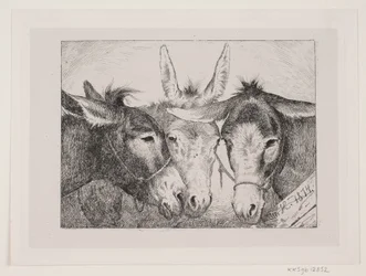 Drie ezelhoofden
