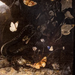 Slangen, padden en vlinders