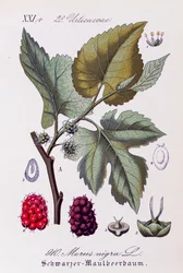 Bladeren en vruchten van de zwarte moerbei, kunstwerk door Otto Wilhelm Thome uit Flora von Deutschland, Osterreich und der Schweiz