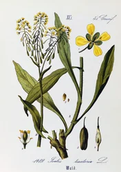 Bladeren, vruchten en bloemen van Wede (Isatis tinctoria), uit Flora von Deutschland, Osterreich und der Schweiz