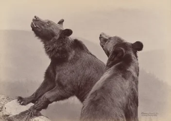 [Twee Beren], 1889