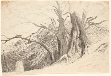 Een helling met grote bomen in een bos, met twee wandelende dames