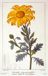 Goudsbloem