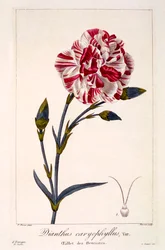 Dianthhus caryophyllus, pub. 1836