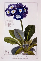 Primula auricula, uitgegeven 1836