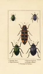 Hondsdraf kever, Chrysochus auratus, Hoplia argentea, banksia juweelkever, Cyrioides imperialis, Eumolpus fulgidus, en Eumolpus surinamensis