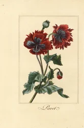 Hybride variëteit van klaproos, pavot, Papaver rhoeas
