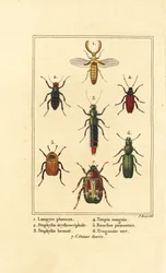 Lampyris kever, kortschildkever, Staphylinus erythropterus, Staphylinus soorten, Ampedus sanguineus, Silpha pedemonta, Temnoscheila virescens, en rozenkever, Cetonia aurata