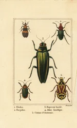 Moeraskever, Elodes 1, Harpalus kever 2, juweelkever, Buprestis 3, vlooienkever, Altica famelica 4, en rozenkever, Cetonia soorten 5