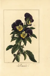 Viooltje, pensee, Viola tricolor var