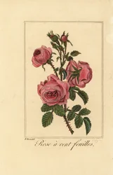 Provence roos of koolroos, Rose a cent feuilles, Rosa centifolia