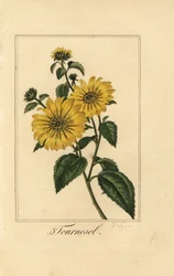 Zonnebloem, tournesol, Helianthus annuus