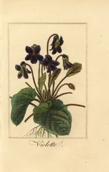 Zoete viooltje, Viola odorata
