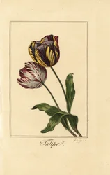 Variëteiten van tulp, Tulipa gesneriana
