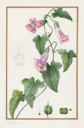 (Botanisch: Maurandia semperflorens)