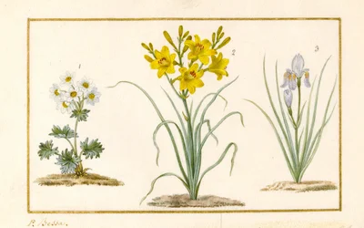 Anemoon, Hemerocale en Iris (detail)