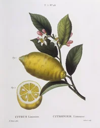 Citroen (Citrus limonium), Henry Louis Duhamel du Monceau, botanische plaat door Pancrace Bessa
