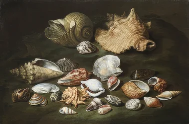 Stilleven met schelpen