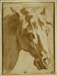 Het hoofd en de nek van een paard