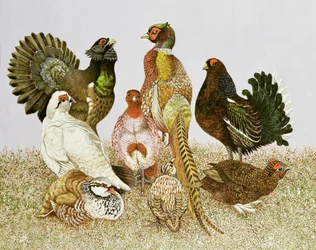 Wilde vogels