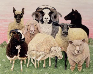 Heerlijkheid voor herders