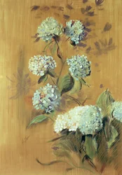 Hortensia