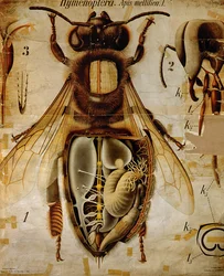 Anatomie van de honingbij, nr. 13, Pfurtschellers zoölogische wandplaat