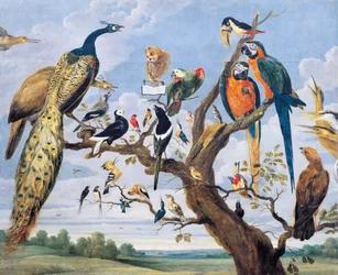 Concert van vogels