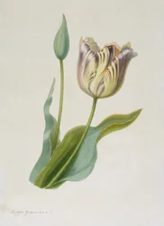 Tulipa, Tulp