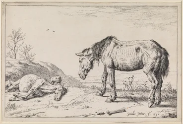 Afgeleefde paarden