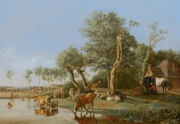 Koeien weerspiegeld in het water