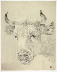 Kop van Koe