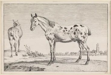Het gecoupeerde paard
