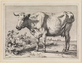 Koe met gedraaide hoorn