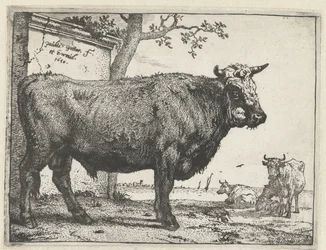 Stier