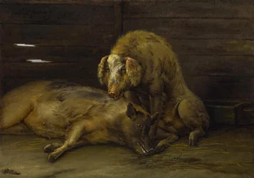 Twee varkens in een hok