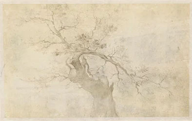 Studie van een knoestige boom