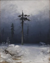 Boom in een winterbos