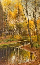 Berkenbos in herfstlicht