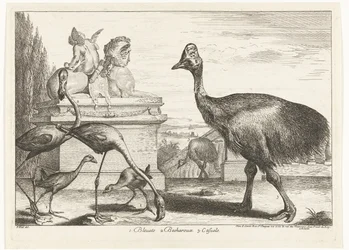 Kasuarissen, purperkoet en flamingo