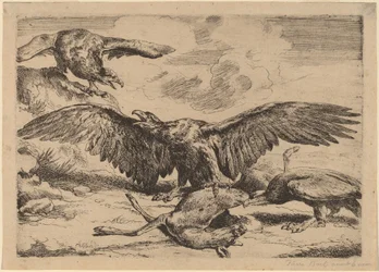 Adelaars