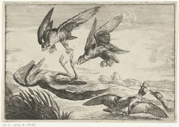 Twee valken vallen een reiger aan