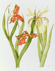 Iris Foetidissima (aquarel)